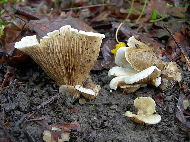Funghi cittadini